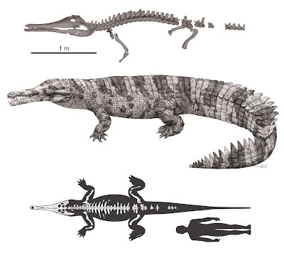  Hanyusuchus sinensis