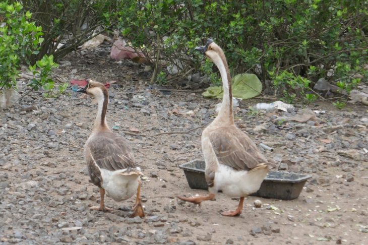 Modern Chinese domestic geese