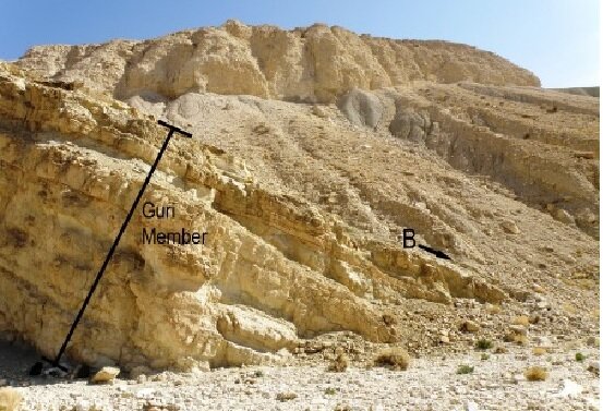 A new species of Galene de Haan from the Mid Miocene (Langhian) strata of the Mishan Formation has been exposed at two localities in Hormozgan province, Zagros Mountains, Iran.