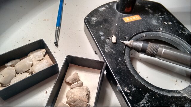 Cleaning up crab fossils