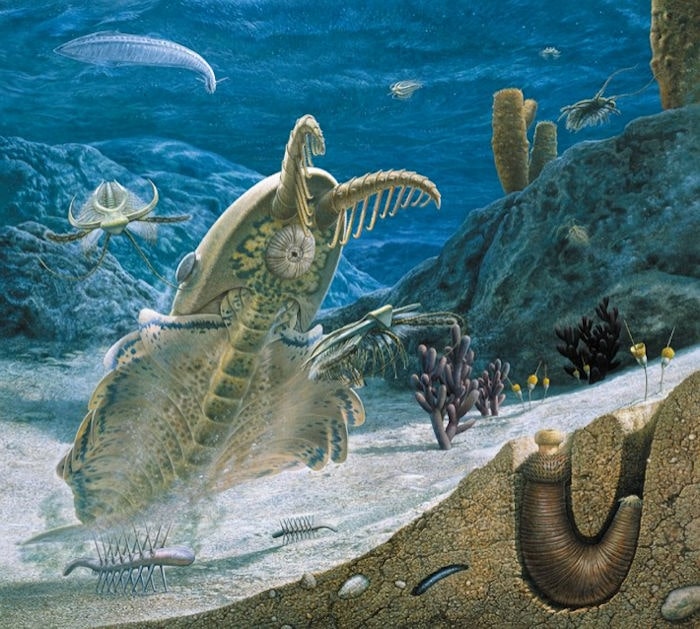 The Cambrian seas teemed with new types of animal, such as the predator Anomalocaris (centre). Credit: John Sibbick/Natural History Museum