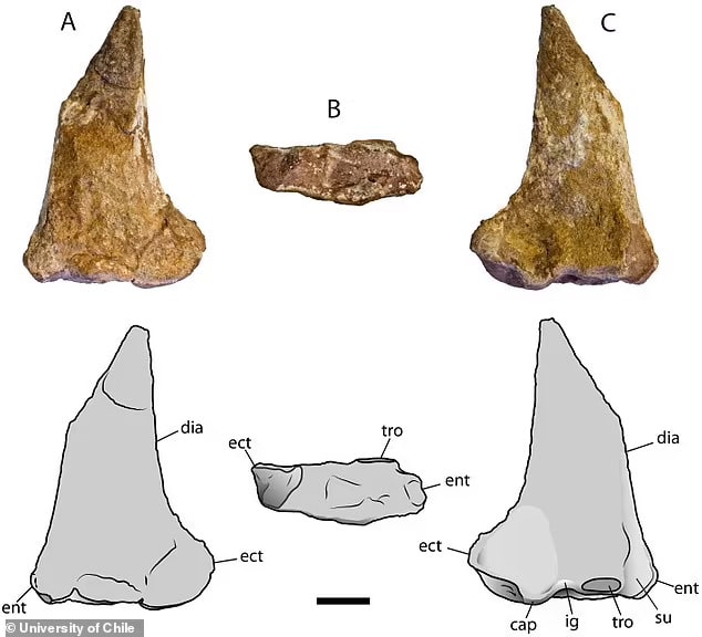 The discovery of this rare cemetery will allow scientists to study the pterosaur's habits, not just its anatomy, according to the team from the University of Chile