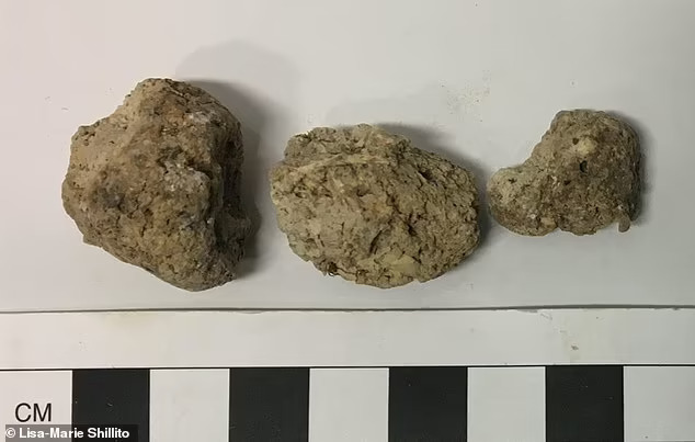 A team of archaeologists led by the University of Cambridge investigated 19 pieces of ancient faeces, or 'coprolite' (pictured), found at the site and preserved for more than 4,500 years.