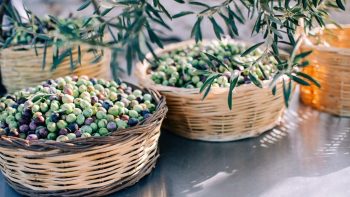 Ayvalik olive harvest