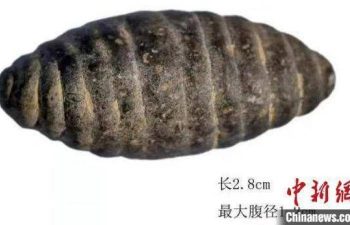 5,200-year-old stone carving chrysalis