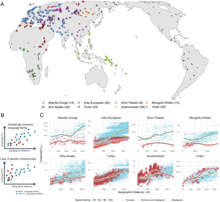 A New Study Says Genes And Languages Aren T Always Together Arkeonews   Language Family Comparisons. Min 730x670 