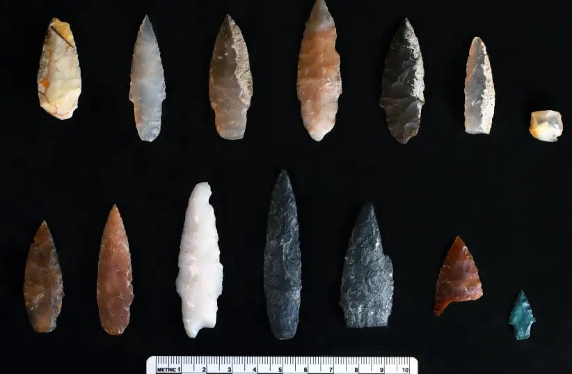 Stone projectile points discovered buried inside and outside of pit features at the Cooper’s Ferry site, Area B. Photo: Loren Davis