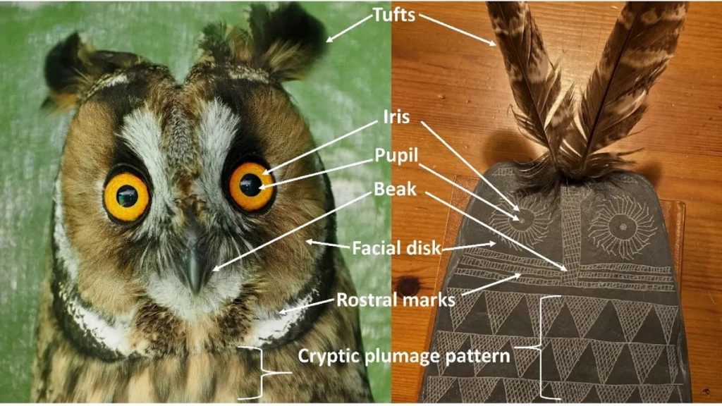 Праворуч - одна з табличок із зображенням сови, знайдених вченими на Піренейському півострові. Зліва, звичайно, реальна сова. Наукові звіти