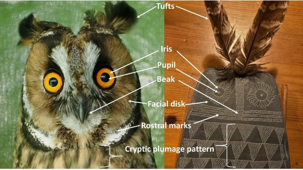 Справа — одна из табличек с изображением совы, найденных учеными на Пиренейском полуострове. Слева, конечно же, реальная сова. Научные отчеты