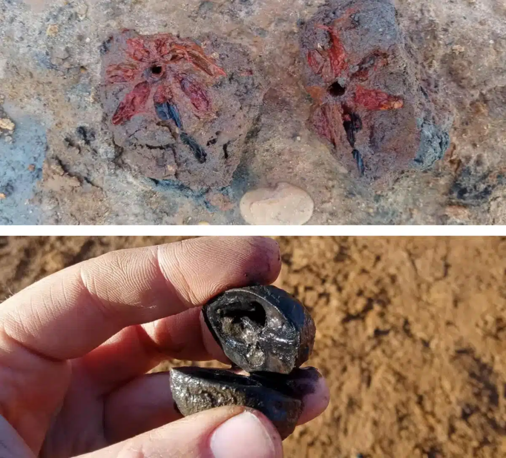 2000-year-old flower and a walnut shell from the Roman period. Photo: MOLA