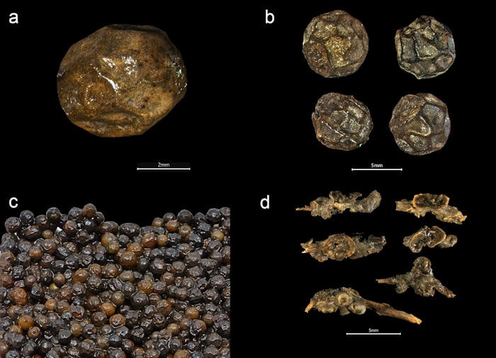 Black pepper from the Gribshunden shipwreck. Plant parts of black pepper: a–c) different views of peppercorns, d) stalk segments, some with unripe berries of pepper. Photo: PLOS ONE (2023). DOI: 10.1371/journal.pone.0281010