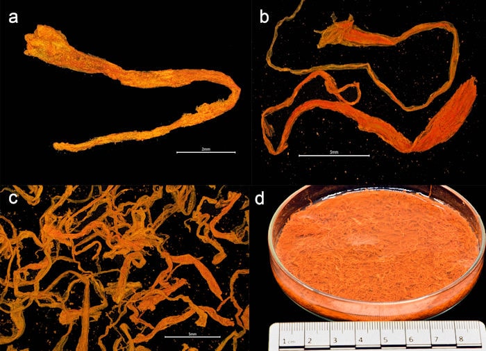 Saffron from the Gribshunden shipwreck site.Plant parts of saffron: a-c) stigmas, d) petri dish showing a portion of the recovered saffron stigmas. Credit: PLOS ONE (2023). DOI:10.1371/journal.pone.0281010