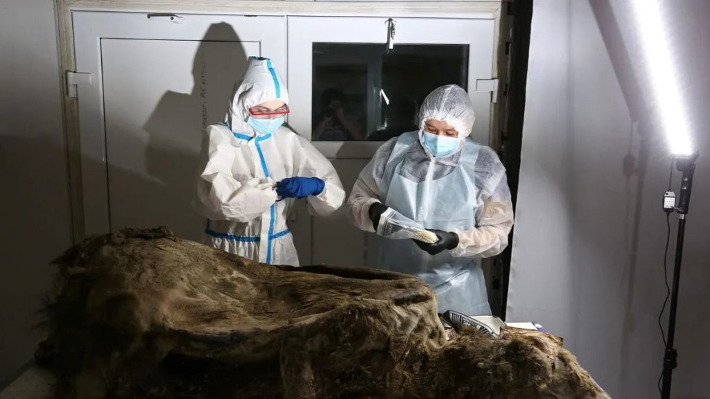 Scientists conduct an autopsy of the 3,500-year-old mummified bear found on a remote island in northern Yakutia. Photo: Michil Yakvlev.