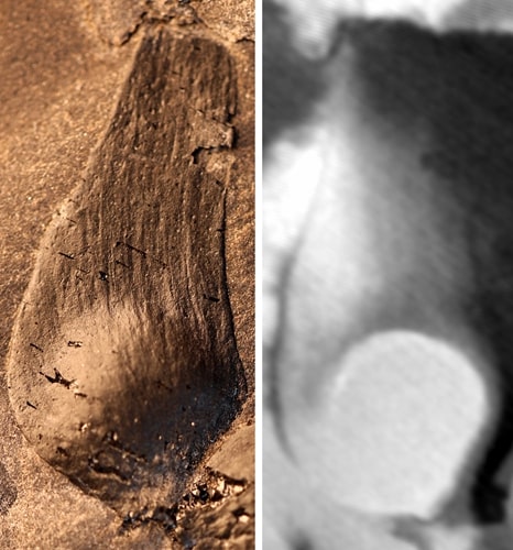 Fruits of Qingganninginfructus formosa and contained seeds. Photo: Courtesy of the Nanjing Institute of Geology and Palaeontology, Chinese Academy of Sciences