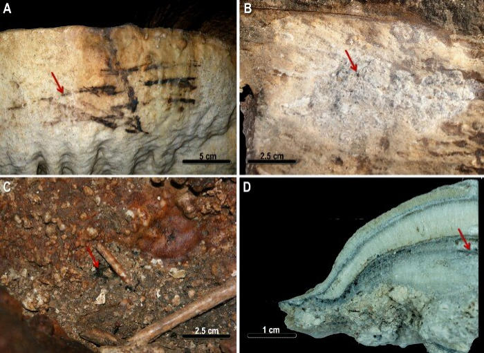 Image composition of the materials. (A) Black mark (dating number 33). (B) Micro-charcoal inside fixed lamp (dating number 43). (C) Scattered charcoals (dating number 54). (D) GN16-08 stalagmite section. The red arrows point to one of the samples, analyzed both by TEM–EDX and Raman micro-spectroscopy. Credit: Scientific Reports (2023).