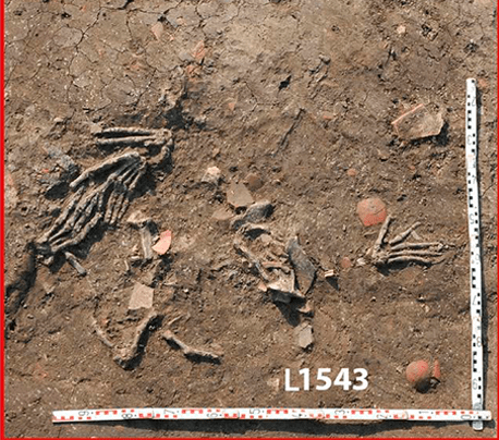 Hands that were apparently amputated in a trophy-taking practice in ancient Egypt. Photo: Gresky, J. et al 2023 / Nature
