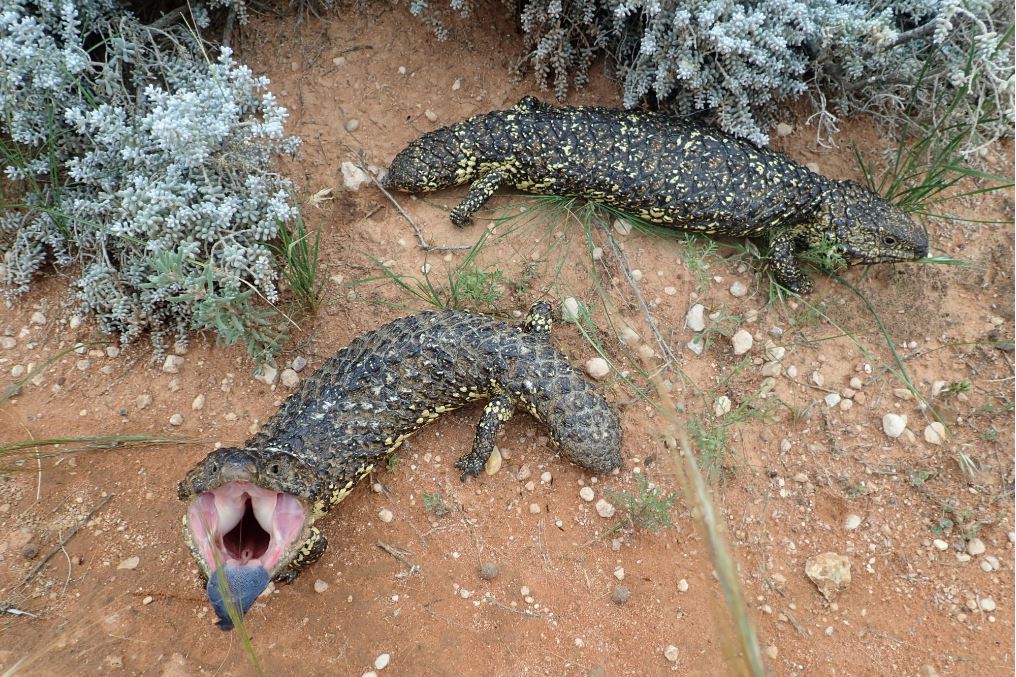 Sleepy lizards have been studied for more than 30 years by Flinders University scientists. Photo: Mike Gardner, Flinders University.