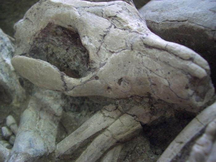 Detail of larger fossil, showing Repenomamus (mammal) biting the ribs of Psittacosaurus (dinosaur). Credit: Gang Han