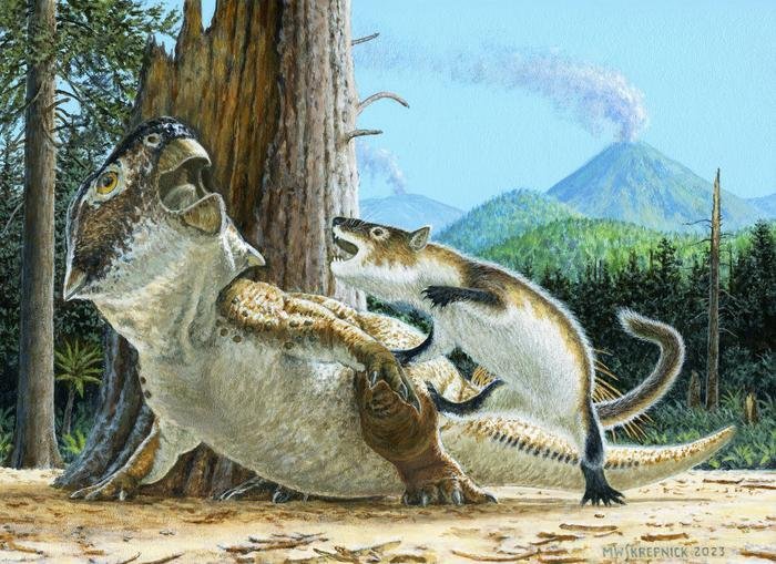 Illustration showing Repenomamus robustus as it attacks Psittacosaurus lujiatunensis moments before a volcanic debris flow buries them both, ca. 125 million years ago. Credit: Michael Skrepnick