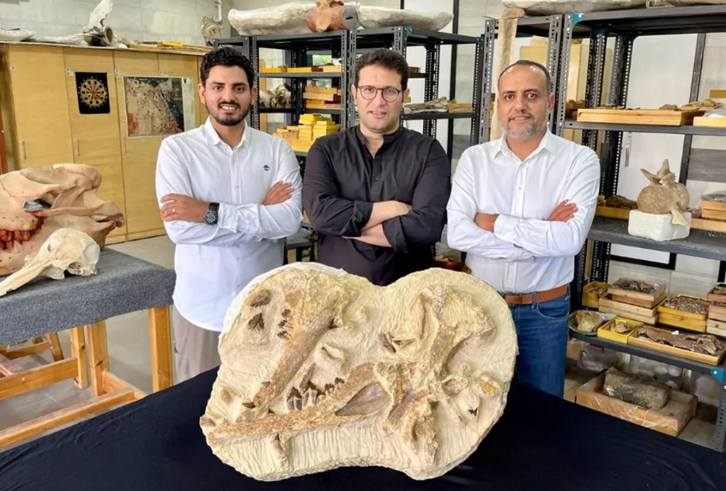 This handout picture provided by the American University in Cairo (AUC) on August 10, 2023 shows Egyptian paleontologist Hesham Sallam (R), professor of vertebrate paleontology at the American University in Cairo (AUC) and founder of Mansoura University Vertebrate Paleontology Center (MUVP), along with Egyptian paleontologists Abdullah Gohar (L) and Mohamed Sameh (C) standing before holotype fossils of their discovery of a new species of extinct basilosaurid whale, Tutcetus rayanensis, that inhabited the ancient sea covering present-day Egypt around 41 million years ago, at Mansoura University Vertebrate Paleontology Centre. Photo by American University in Cairo (AUC)