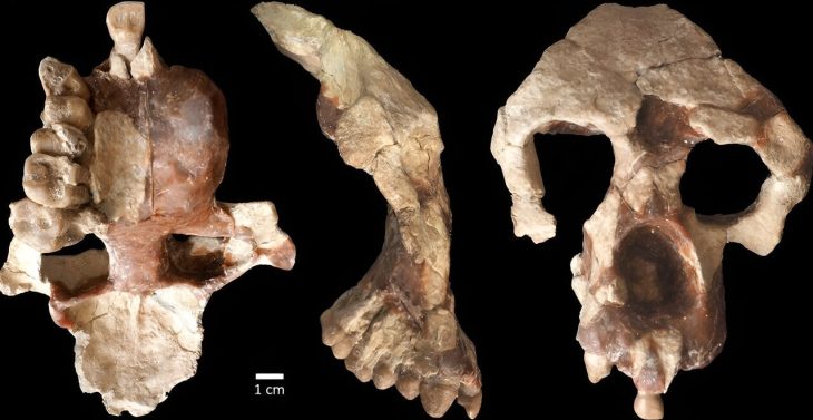 A new face and partial brain case of Anadoluvius turkae, a fossil hominine — the group that includes African apes and humans – from the Çorakyerler fossil site located in Central Anatolia, Türkiye. Photo credit: Sevim-Erol, A., Begun, D.R., Sözer, Ç.S. et al.