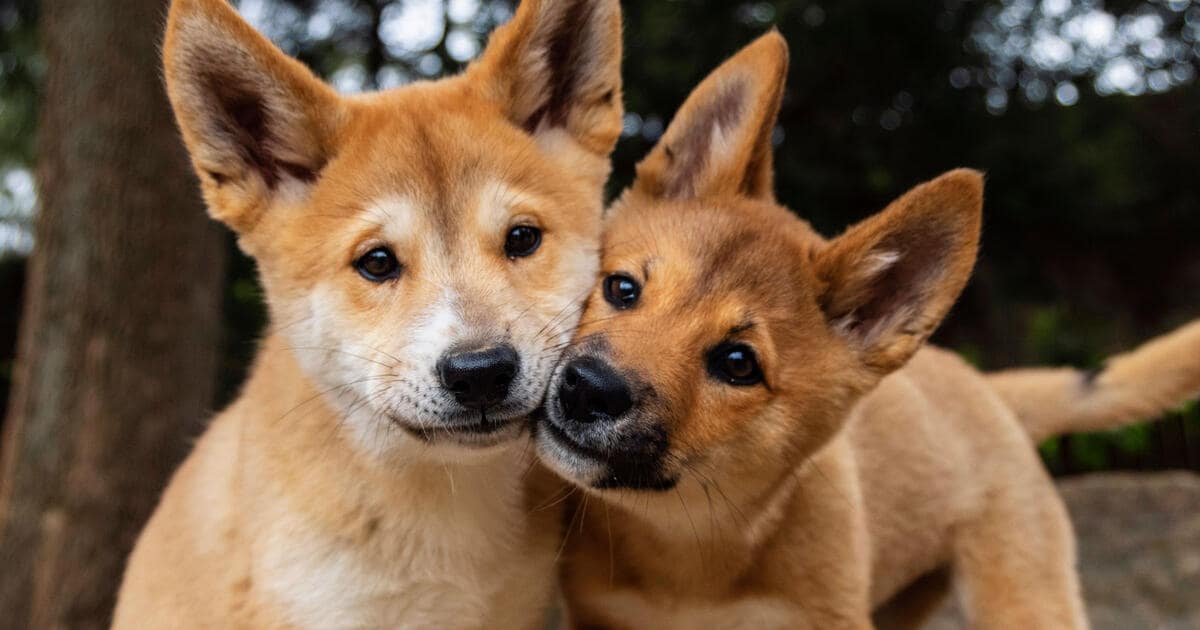 Australian Dingo Australian Dingo