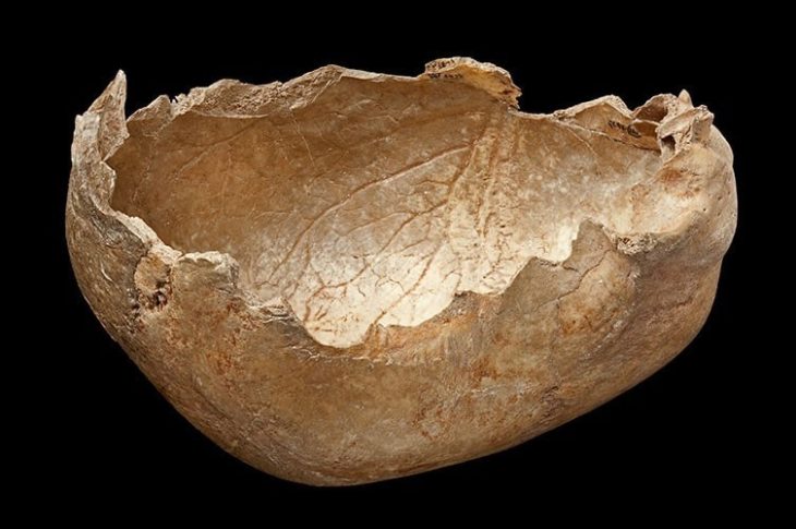 A human skull from Gough's Cave was deliberately shaped into a cup after having its flesh removed. ©The Trustees of the Natural History Museum, London