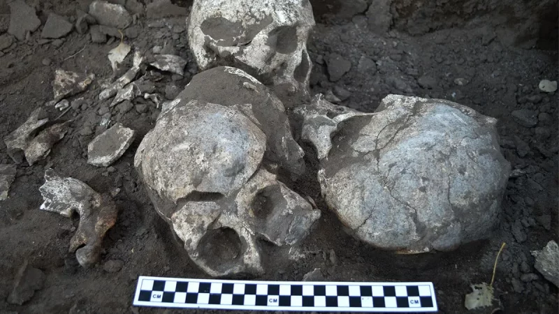Four skulls in a pit outside the burial house. Photo: Qian Wang/Texas A&M University School of Dentistry