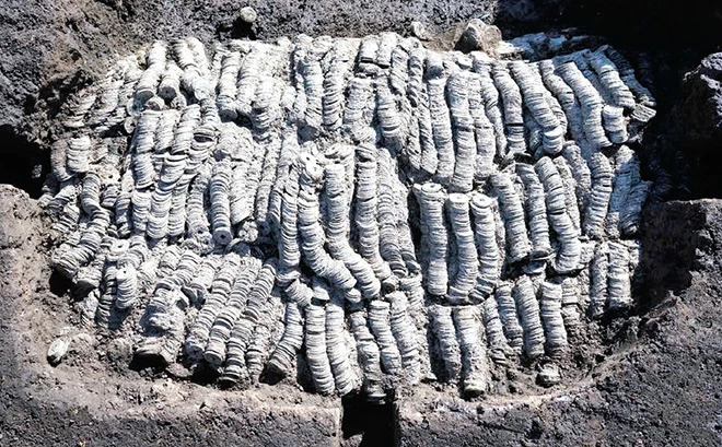 The massive trove of ancient coins was dug up in Gunma Prefecture.