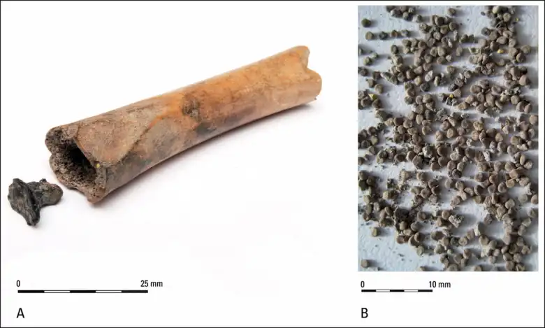 A) The bony cylinder and the cap. B) black henbane seeds. Credit: Groot & van Haasteren / BIAX Consult / Antiquity