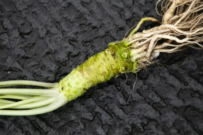 Wasabi in root and paste form usually served in sushi restaurants. Photo: MIURA, Yuji/ CC BY-SA 4.0