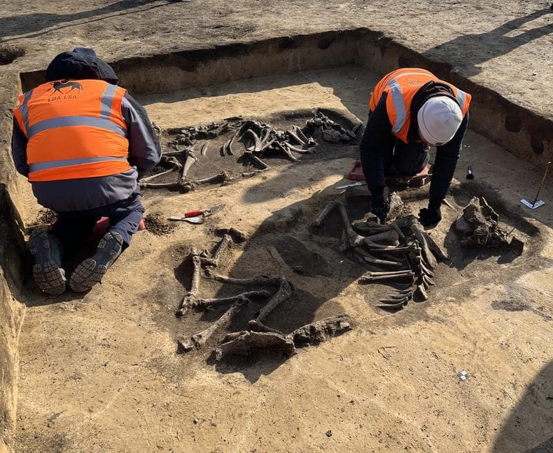 Excavation of two around 5,000-year-old cattle burials.
Oliver Dietrich. Photo: State Office for Heritage Management and Archaeology Saxony-Anhalt