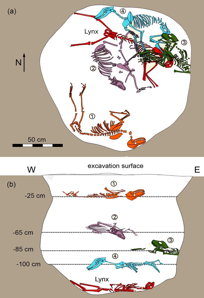 (a) The horizontal arrangement of the four dogs and the lynx underneath in Pit 370. Note the separate location for dog 1. (b) The west-east vertical section of the pit. Depths are measured from the excavation surface. E, east; W, west. The lynx skeleton is marked with red in both views. Credit: International Journal of Osteoarchaeology (2024). DOI: 10.1002/oa.3289