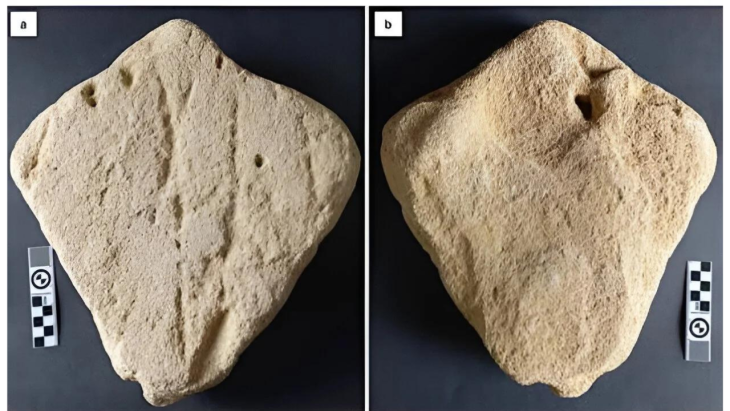 (a) The upper surface and (b) the lower surface of the purported sand sculpture; scale bars are in cm.Figure 4. (a) Features on the upper surface of the purported sand sculpture; (b) symmetrical features; (c) asymmetrical features. Photo: Rock Art Research