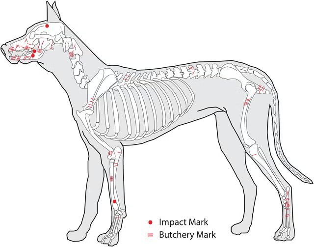 Map of butchery and impact marks across dog skeletons. Image Credit: American Antiquity (2024)