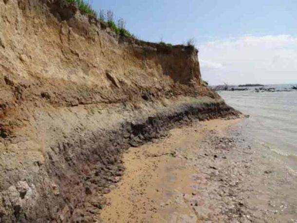 The photograph shows the eroded bank profile containing a deeply buried paleosol along the southwest side of Parsons Island as seen on May 20th, 2013.  Photo: Darrin Lowrey/ Research Gate