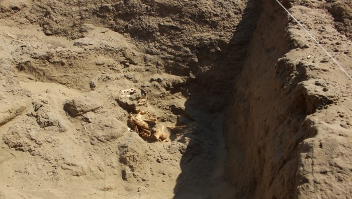 According to a translated statement from the Peruvian Ministry of Culture, wedged between the walls were the skeletons of three adults. Photo:  Peru Ministry of Culture