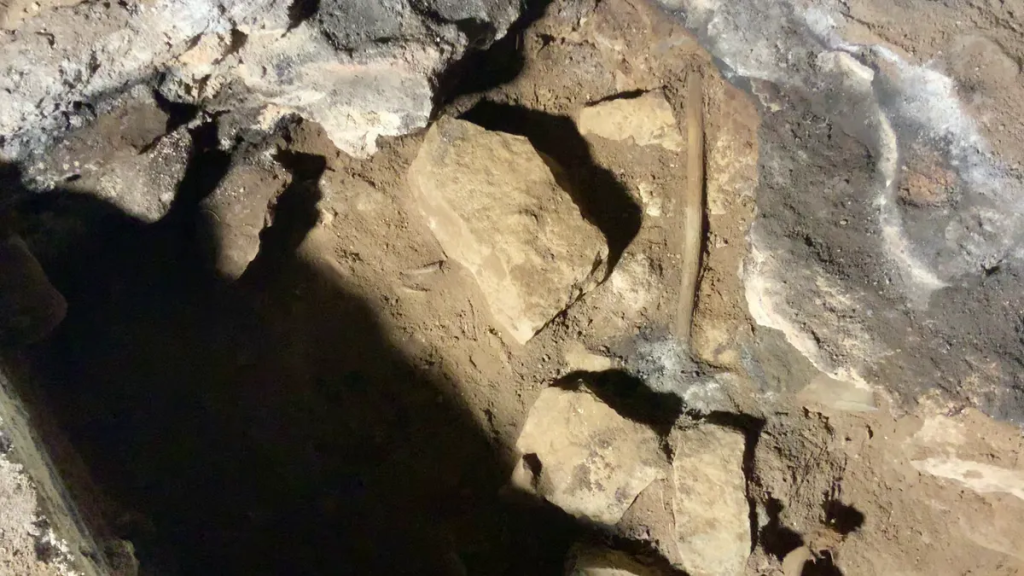 The stick as it was found in the cave, one end still in the fireplace in which it was lightly charred. Photo: Monash University
