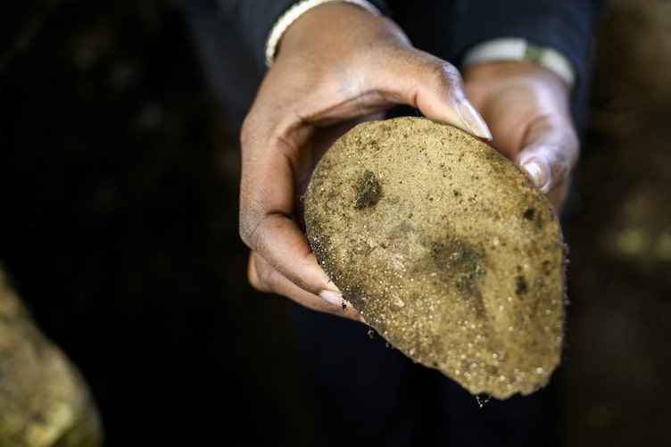An example of river rocks altered to form a foundation found in the four-foot trench at the dig site of what archaeologists believe is the home of King Pompey. Photo: Matthew Modoono/Northeastern University.