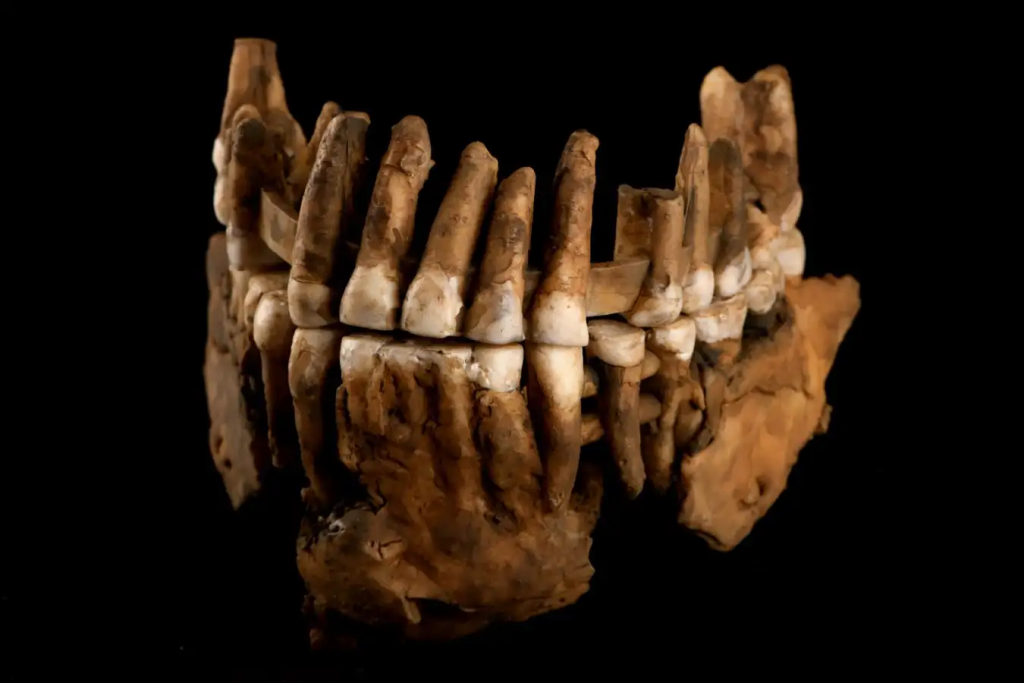 The jawbone of a Neanderthal known as Thorin, who is thought to have been part of an isolated population. Image credit: Xavier Muth