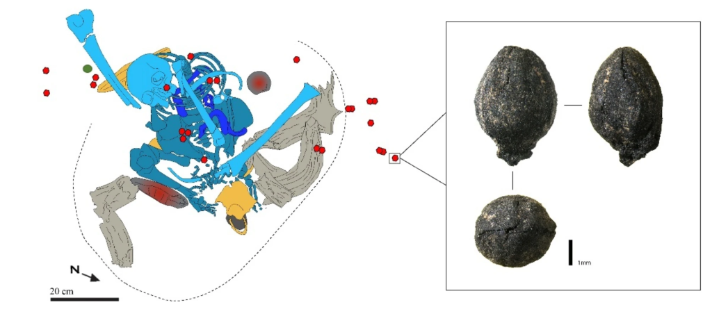 Drawing showing location of in situ bones of Individual 14 (in blue), Barbary sheep horn core (in grey), stone with ochre (in dark grey and red), animal bones (in yellow), Ephedra cone bracts (as red spots), shell (as large green spot), limits of the burial pit (dotted line). Photo on the right side shows an archaeological Ephedra pair of cone bracts (author A. Freyne and J. Morales). Nature https://doi.org/10.1038/s41598-024-77785