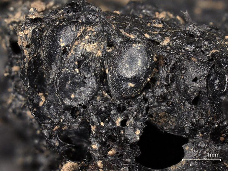 Detail of seeds embedded within the charred fig from Drumanagh. This photograph was taken at a Historic England laboratory using an AHRC-funded Keyence VHX7000 3-D digital microscope at x 30 magnification. Credit: Historic England Historic England