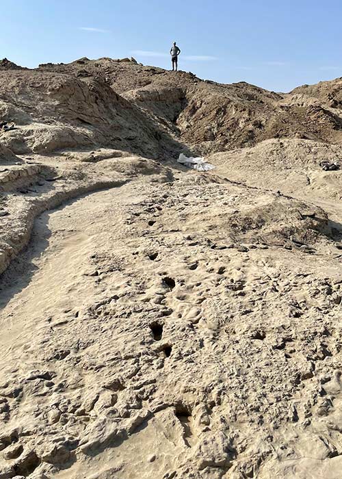 A trackway of footprints hypothesized to have been created by a Paranthropus boisei individual. Image Credit: Neil Roach