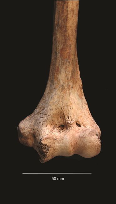 Cutmarks on distal left humerus. Credit: Schulting et al. Antiquity, 2024.