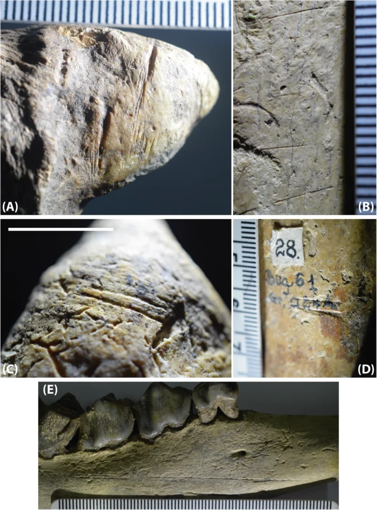 Selected images of high-confidence cut-marked specimens from the Olteţ River Valley assemblage. Photo Credit: Nature Communications (Nat Commun) ISSN 2041-1723 (online)