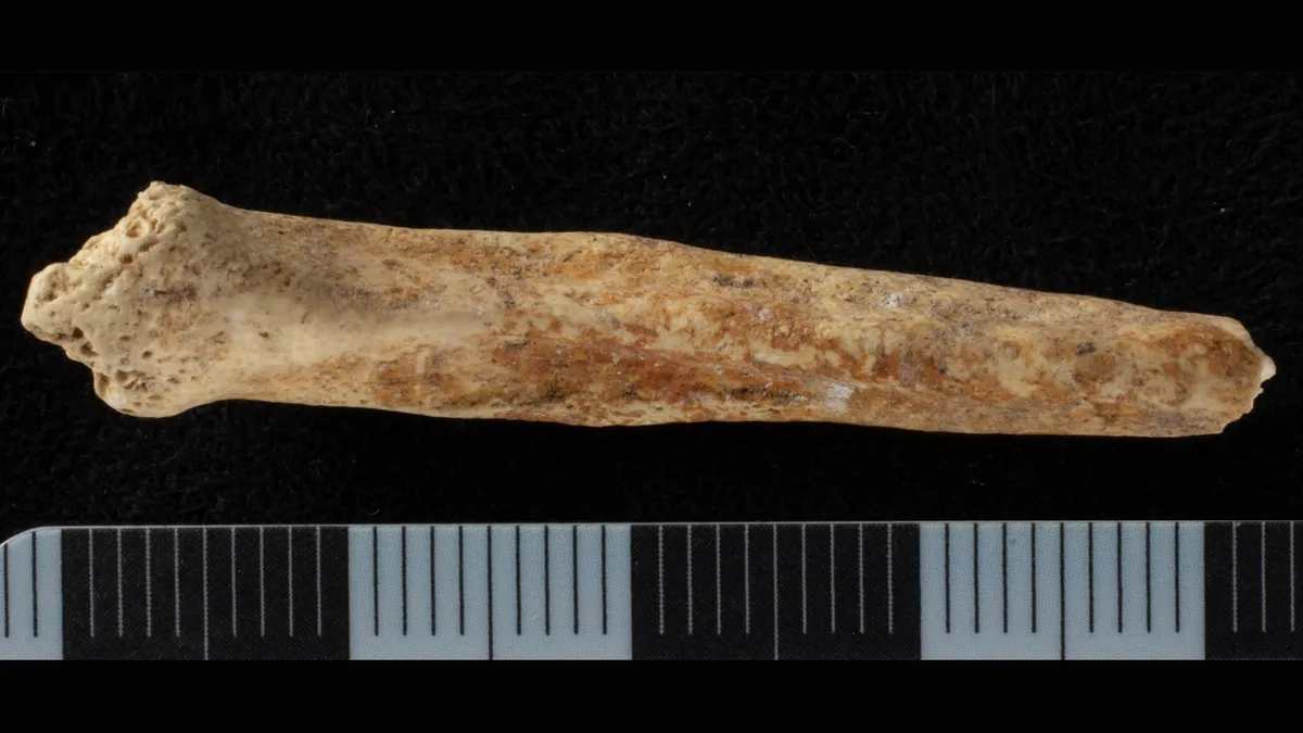 A dog baculum discovered in Roman-era Surrey has a red ochre on the bottom surface. Image credit: Ellen Green