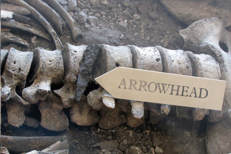 A skeleton with a spearhead lodged in the spine, previously (and mistakenly) identified as a bolt or arrowhead from a Roman ballista. Credit: Martin Smith