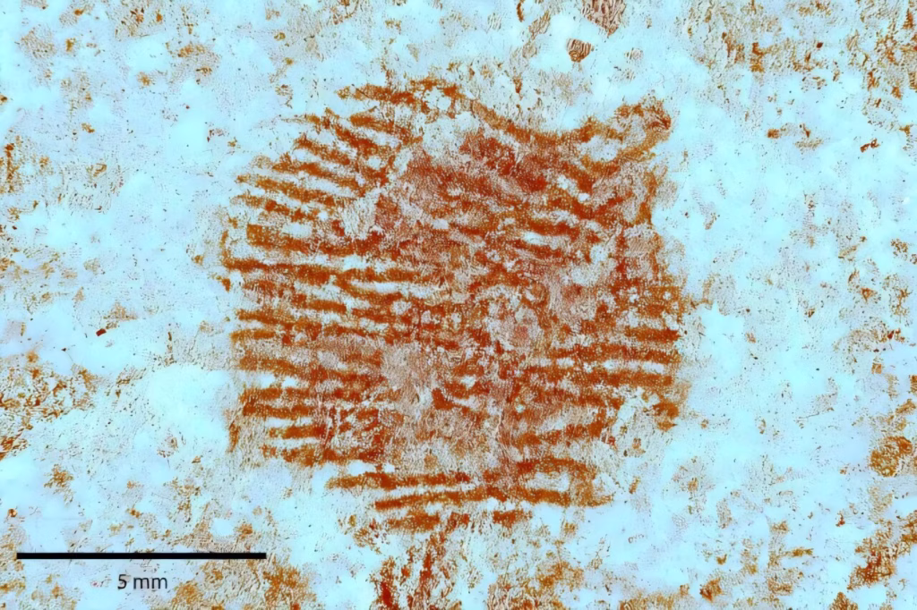 Dermatoglyphic image obtained by the multispectral analysis of the red dot. Credit: Archaeological and Anthropological Sciences (2025). DOI: 10.1007/s12520-025-02243-1