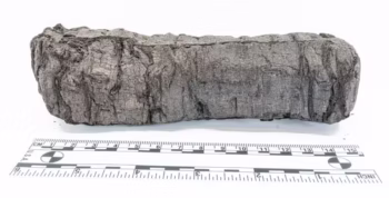 Exterior of scroll PHerc. 172. Credit: Vesuvius Challenge.