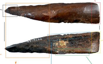 Different uses leave distinct microscopic traces on bone tools. Source: Grzegorz Osipowicz jt/Archaeological and Anthropological Sciences